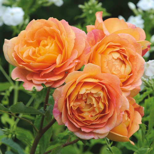 David Austin English Roses Lady of Shallot