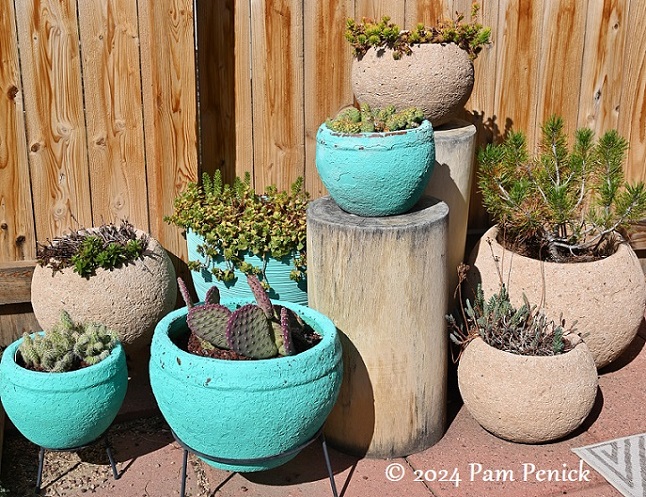 20_Xeriscape_potted_plants.jpg