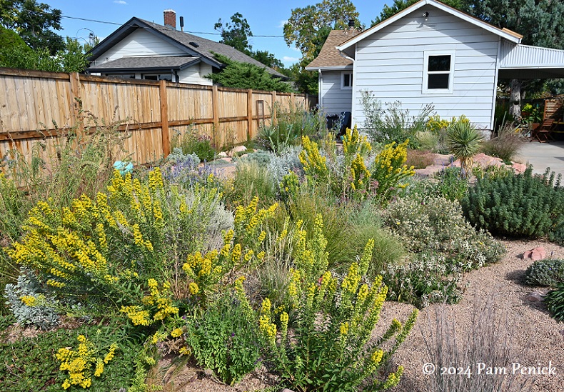 01_Goldenrod_in_xeric_garden.jpg