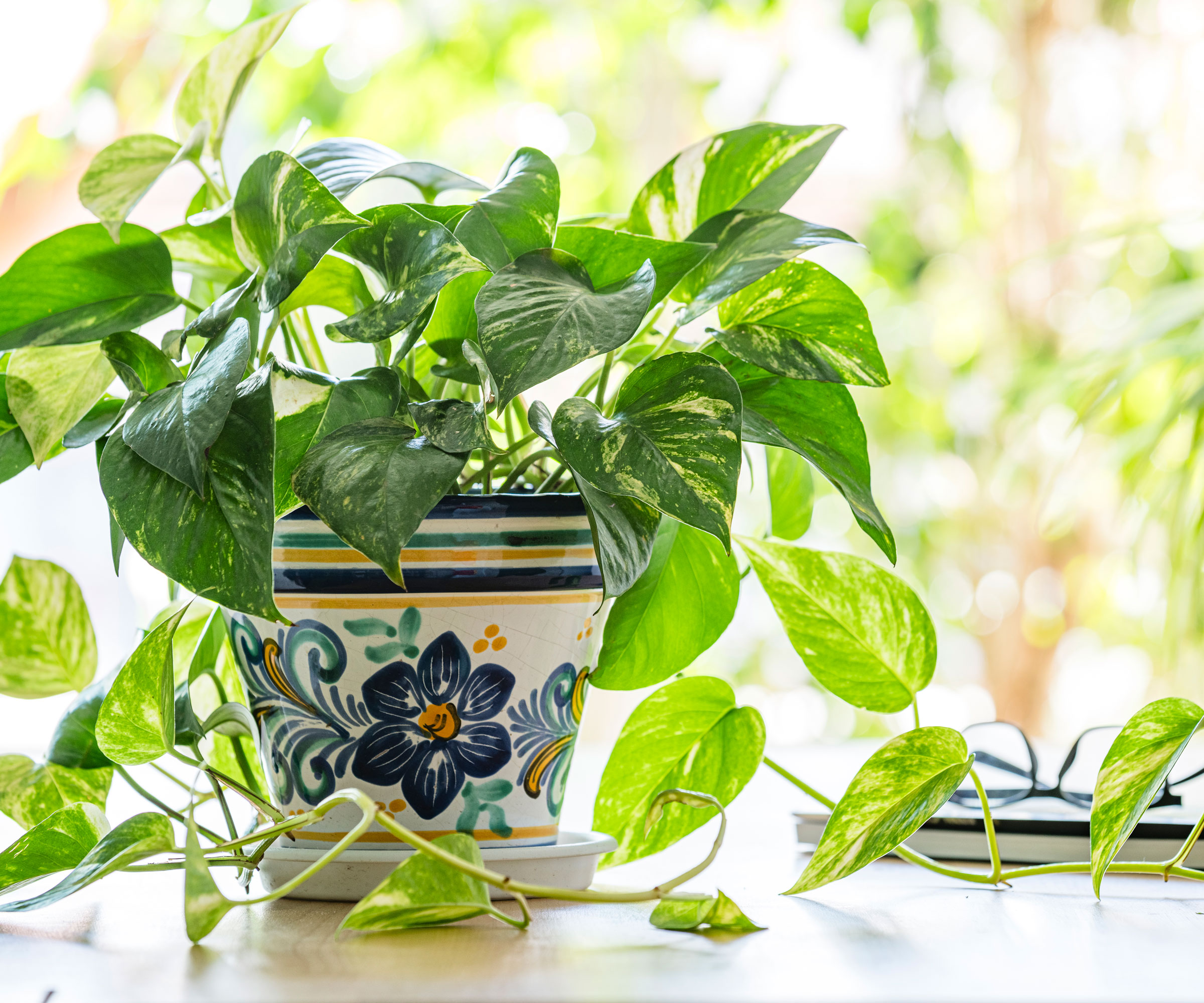 pothos sitting on worktop near sunny window
