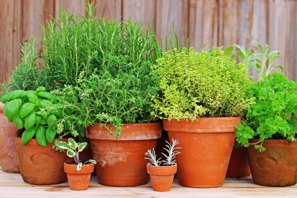 pots of herbs