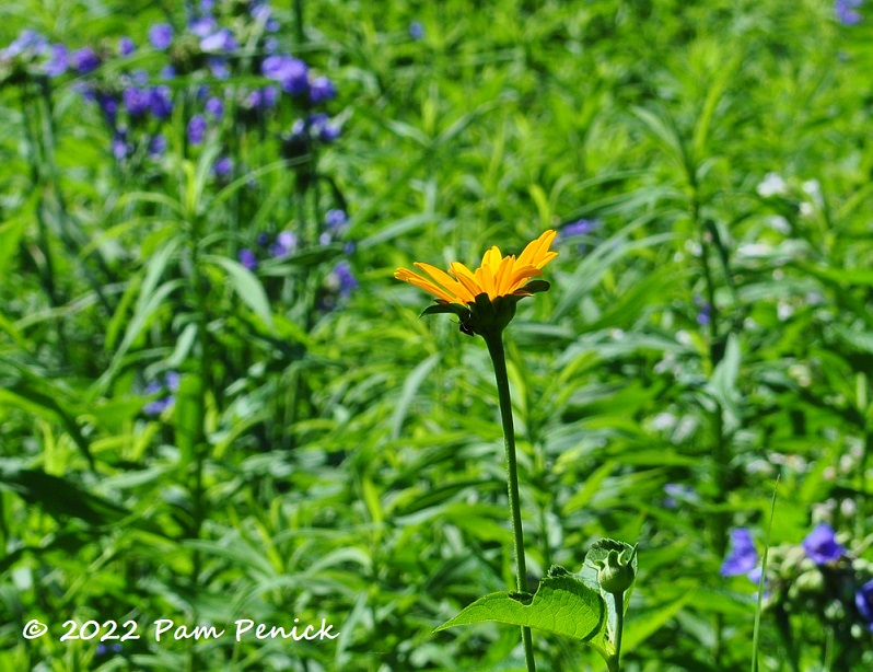 24_Yellow_flower.jpg