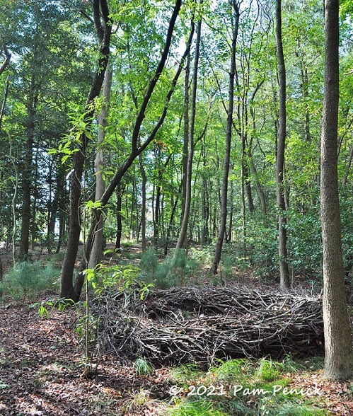 52_Stick_nest_in_woods.jpg