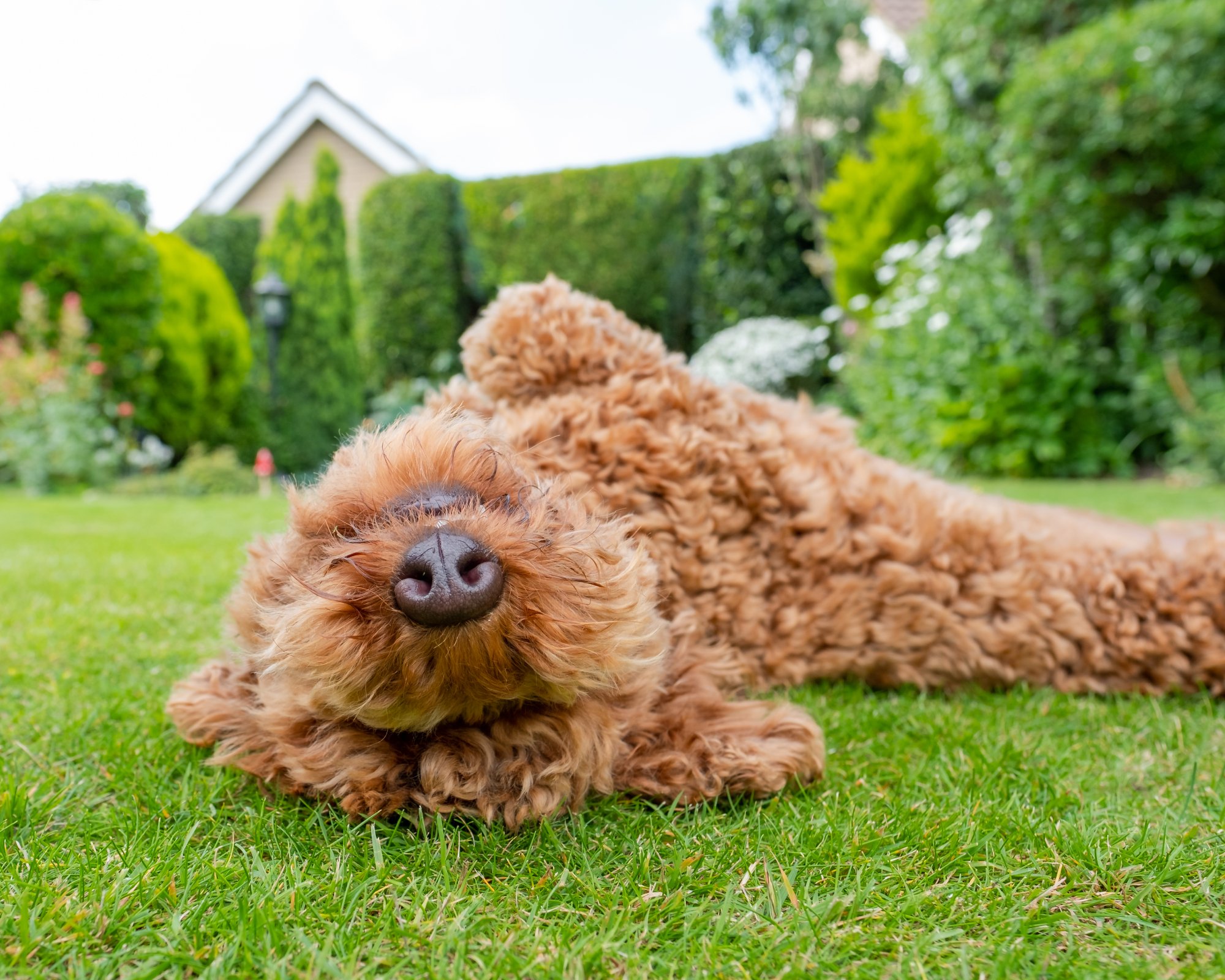 Dog rolling on the lawn in a garden