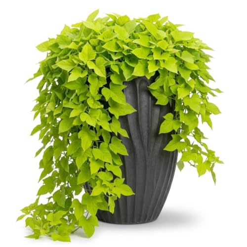 2 'margarita' Sweet Potato Vine Plants (ipomoea Batatas) - Live Rooted Starters (4-8 Inches) - Chartreuse Green Ornamental Trailing Foliage for Hanging Baskets 2 'margarita' Sweet Potato Vine Plants (ipomoea Batatas) - Live Rooted Starters (4-8 Inches) - Chartreuse Green Ornamental Trailing Foliage for Hanging Baskets