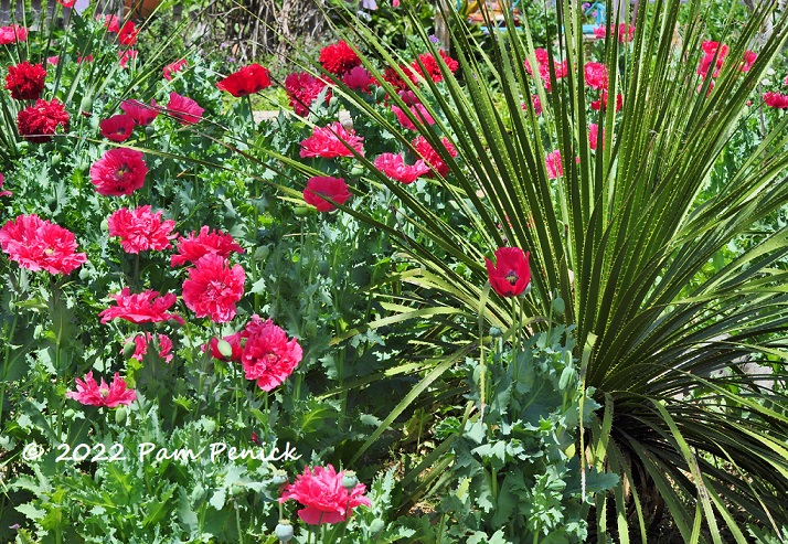 14_Texas_sotol_Poppies.jpg