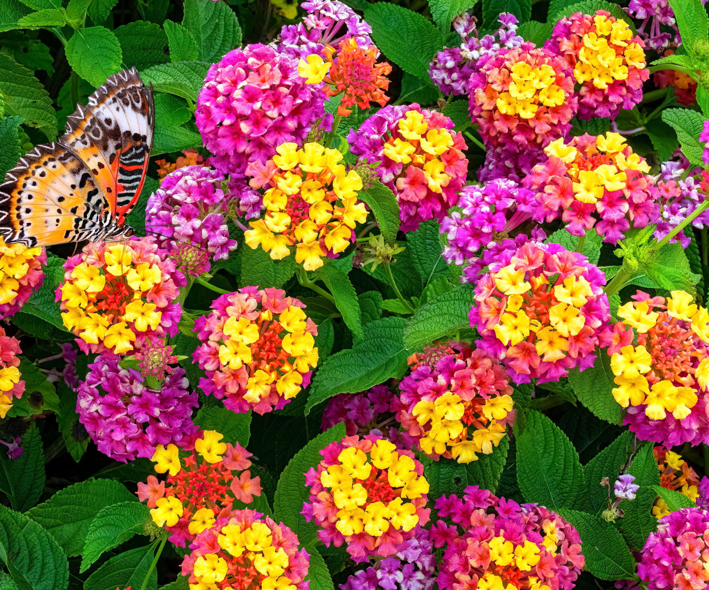 lantana plants with pink and yellow blooms and a butterfly on the petals