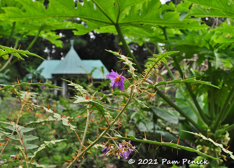 56_Solanum_pyracanthum.jpg