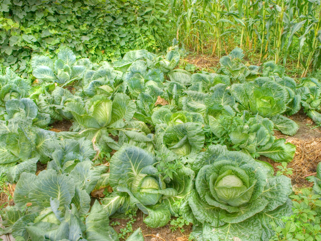 Cabbage field
