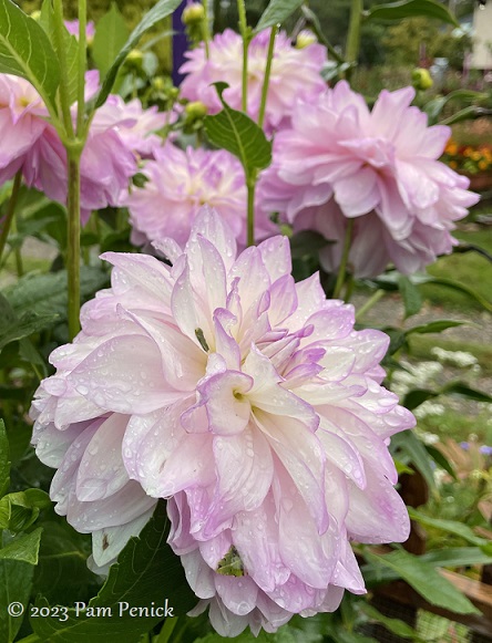 47_Pink_dahlias.jpg