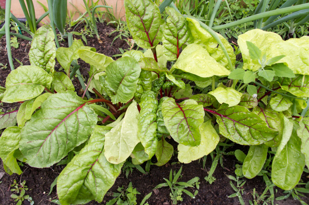 Beets in small raised bed