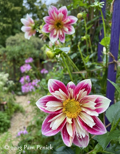42_Dahlias_red_white.jpg