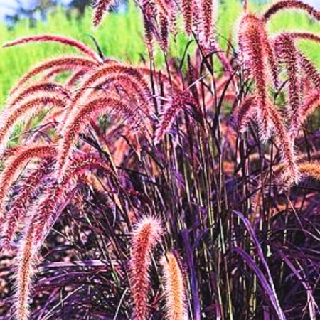 4 Red Purple Fountain Grass Plants Live, Ornamental Grass Live Plants, Purple Grass Great for Borders, Containers, 5-9 Inch Height