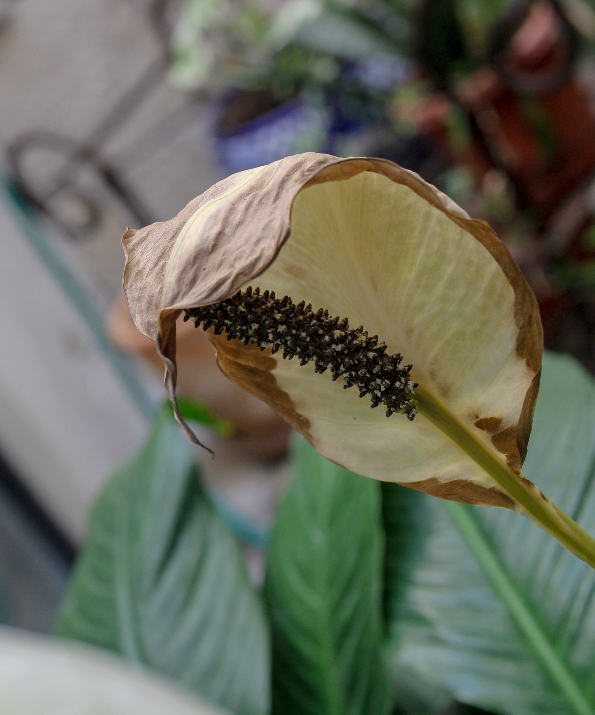 brown edges of peace lily flower indicating a lack of humidity