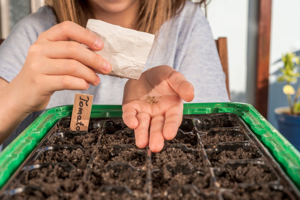 Close up of woman planting tomato seeds