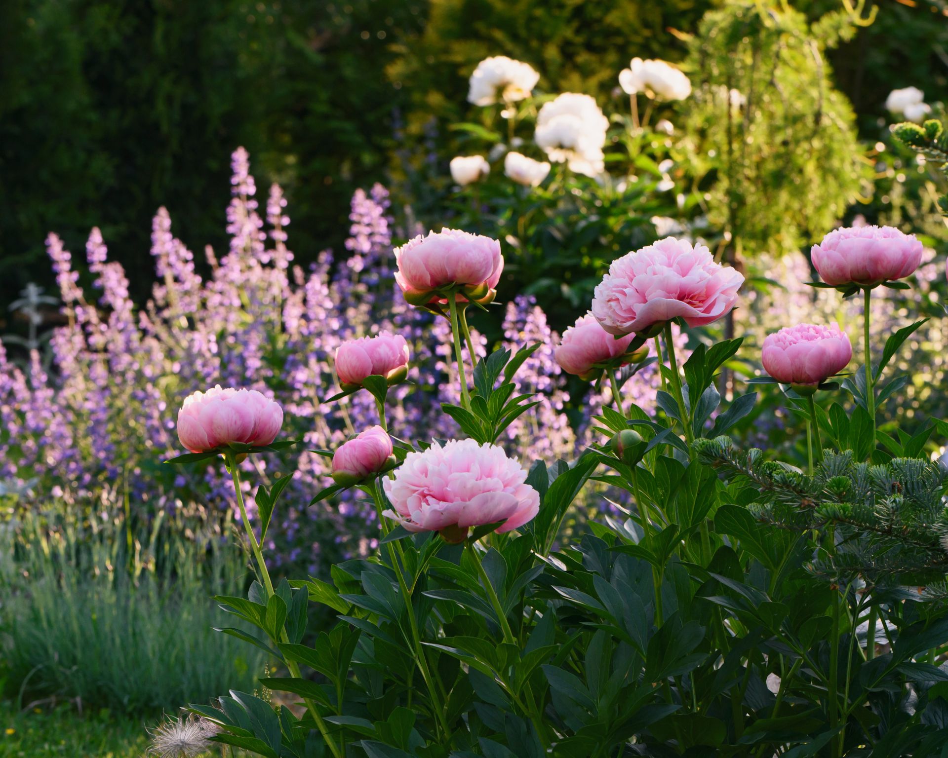 perennial flowers in summer - catmint (nepeta) and peony blooming together. Beautiful plants combination for cottage style private garden, companion plants in landscape design