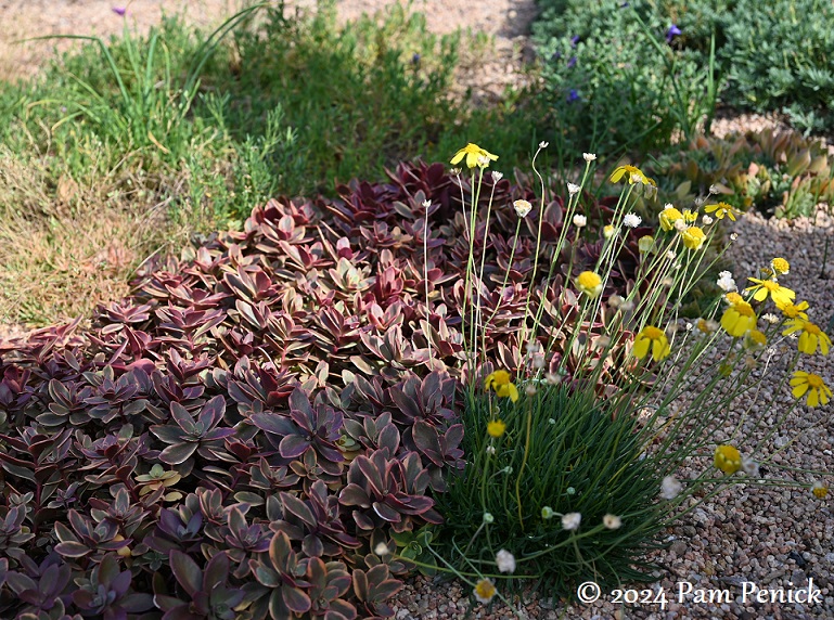 25_Purple_sedum_Daisy.jpg