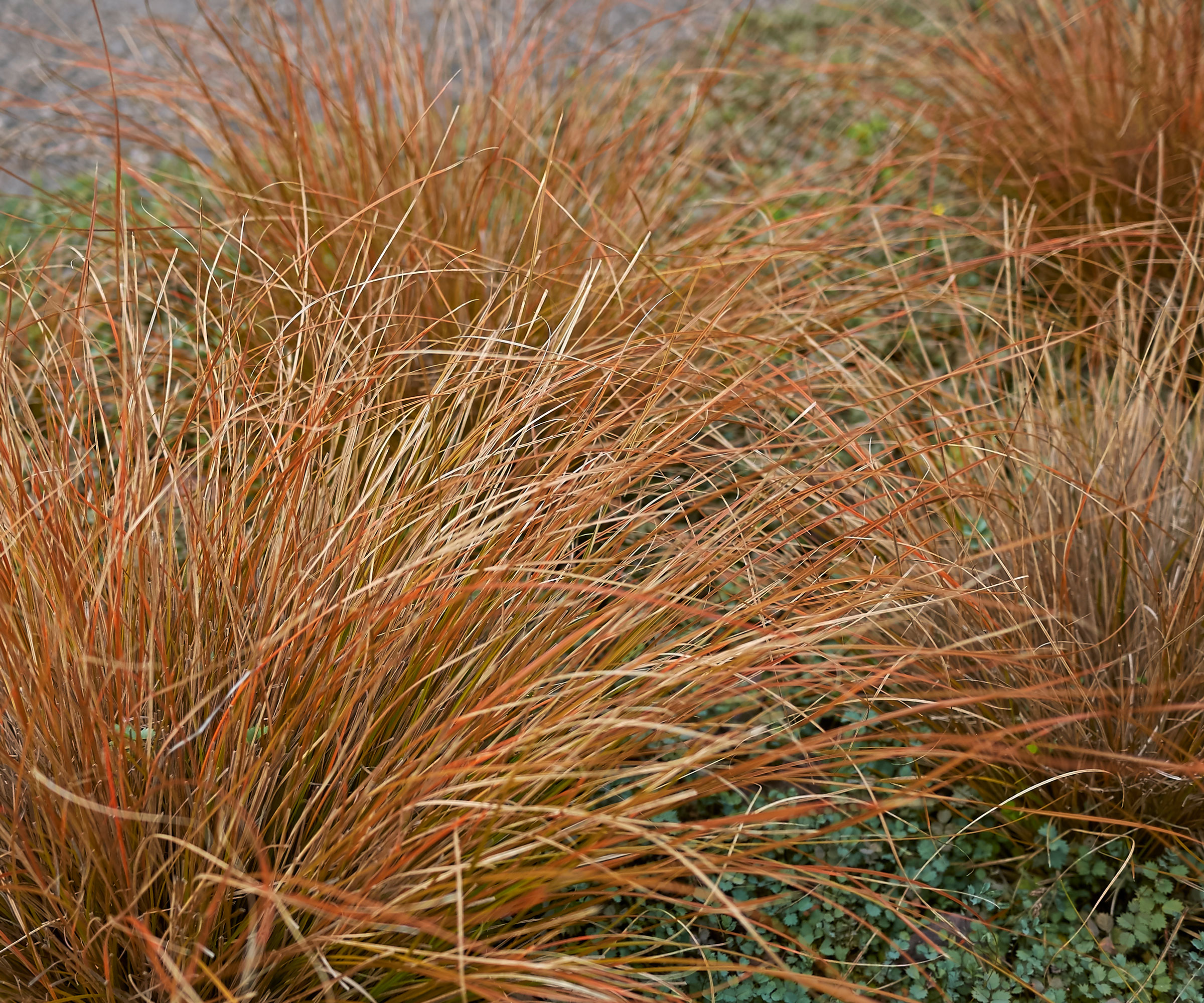 leatherleaf sedge with copper orange grass