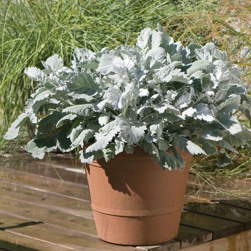 Dusty Miller Live Plants, Set of 3 Dusty Miller Live Plants, Set of 3