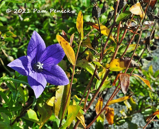 28_Mariesii_balloon_flower.jpg