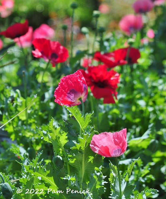 03_Poppies.jpg