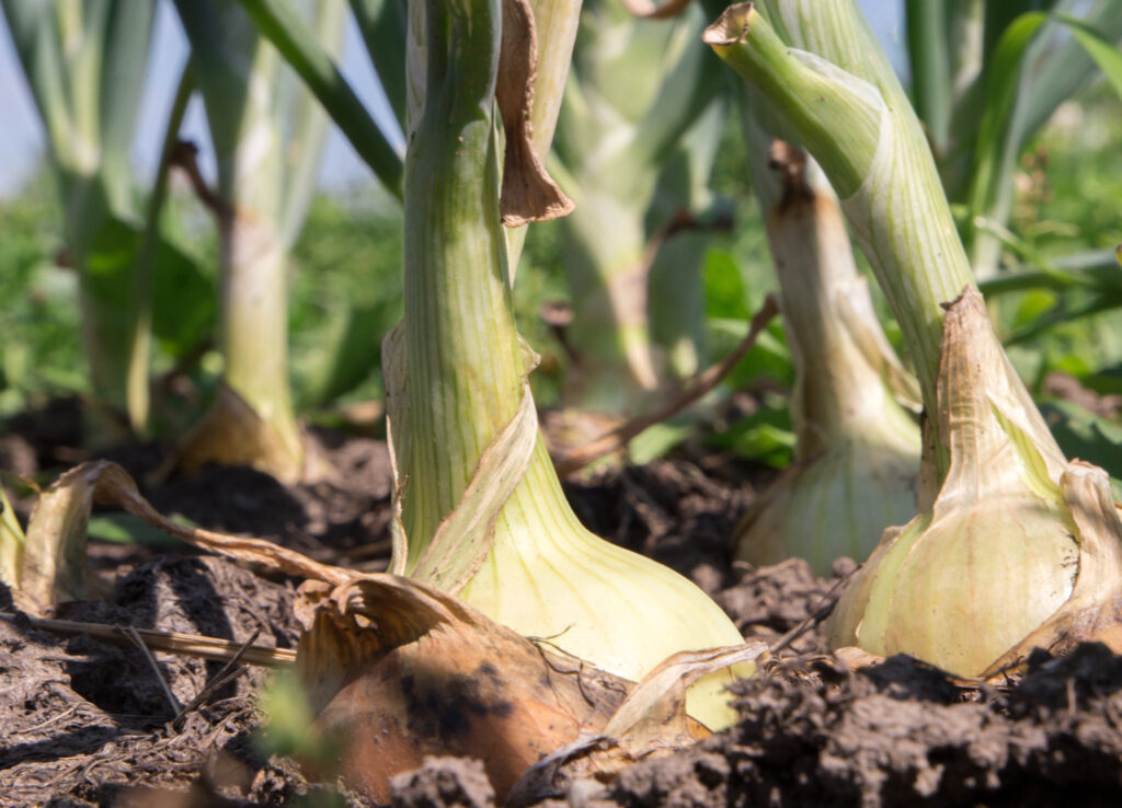Onions near harvest