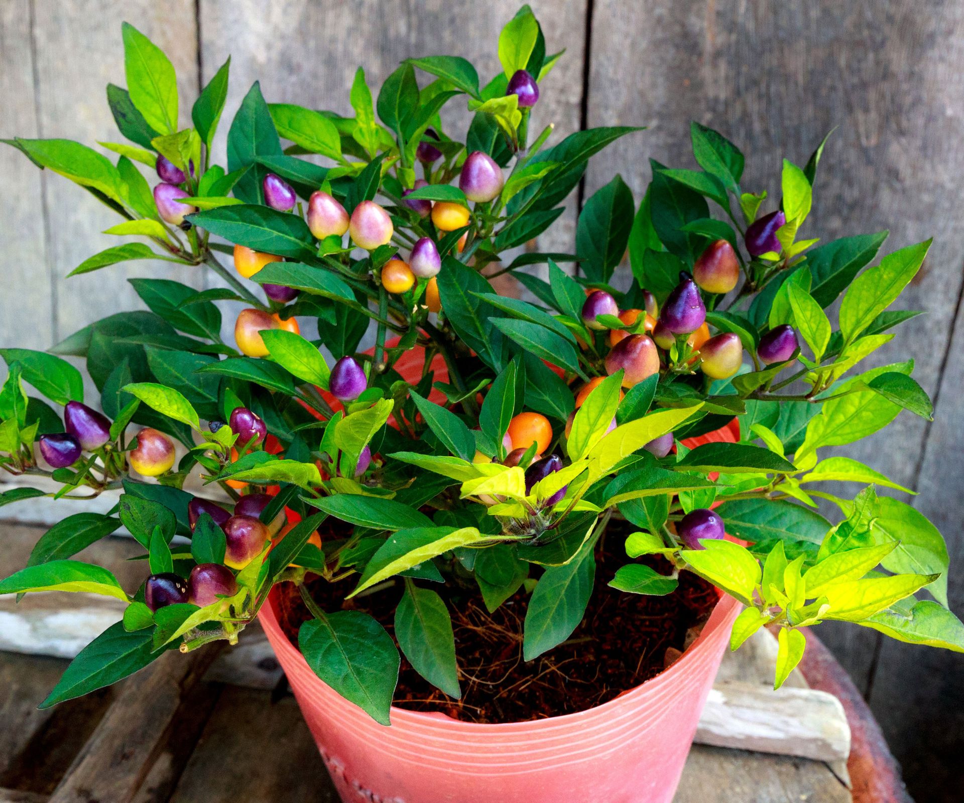 pepper plant in container with mixed color fruits