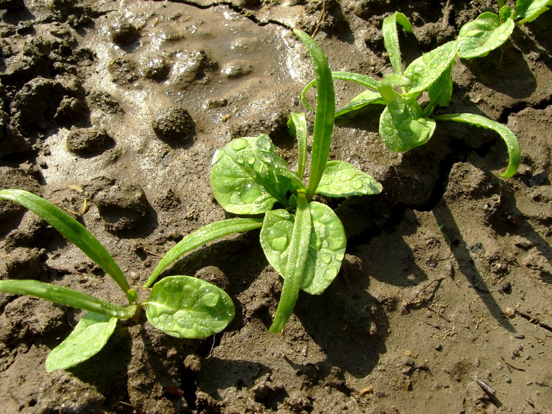 Spinach seedlings