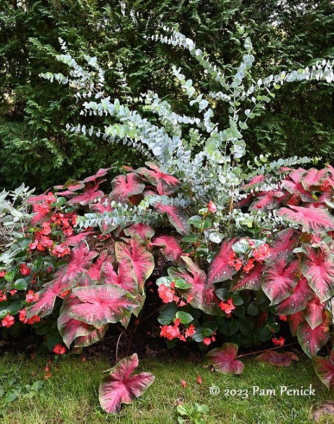 03_Eucalyptus_Caladiums.jpg