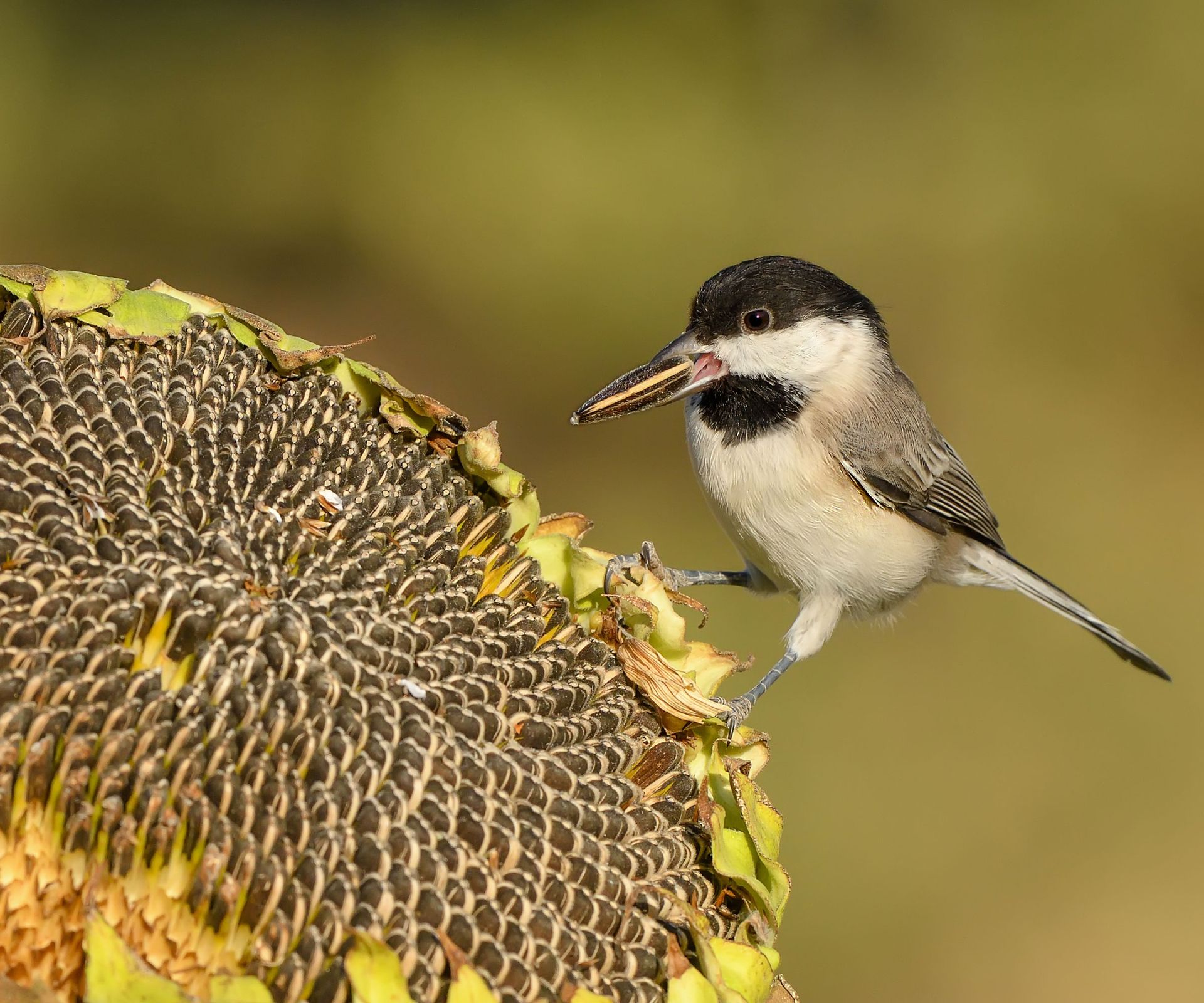 chickadee sitting on giant sunflower head and  nibbling on a sunflower seed