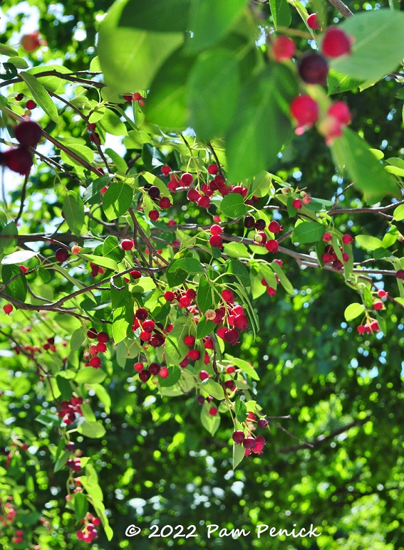 25_Berrying_tree.jpg