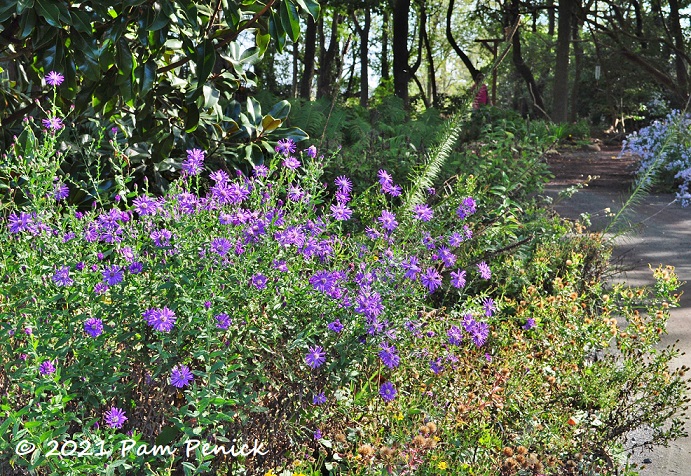 48_Purple_asters.jpg