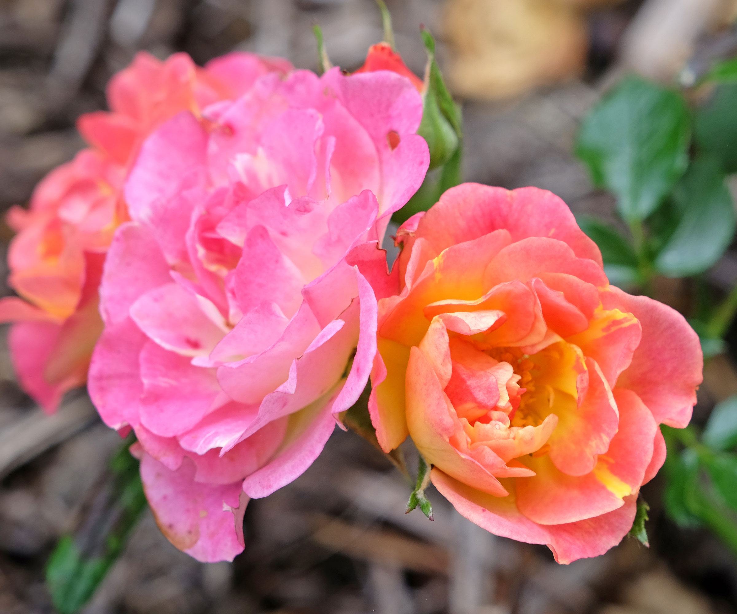 rose Cambridgeshire with pink and orange petals