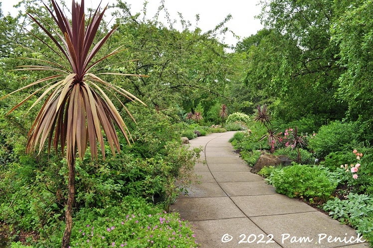 33_Cordylines_Curving_path.jpg