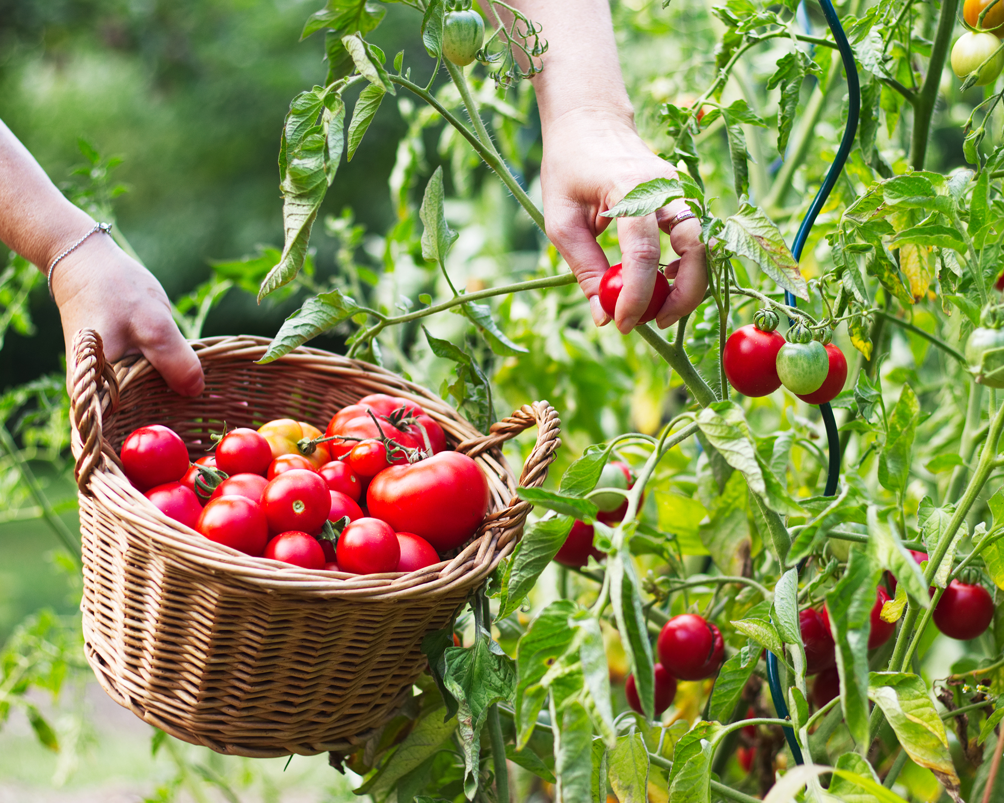 Picking perfectly ripe tomatoes off the vine