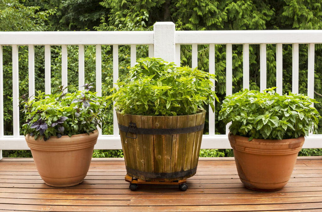 veggies in pots