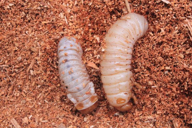 Cutworms.jpg