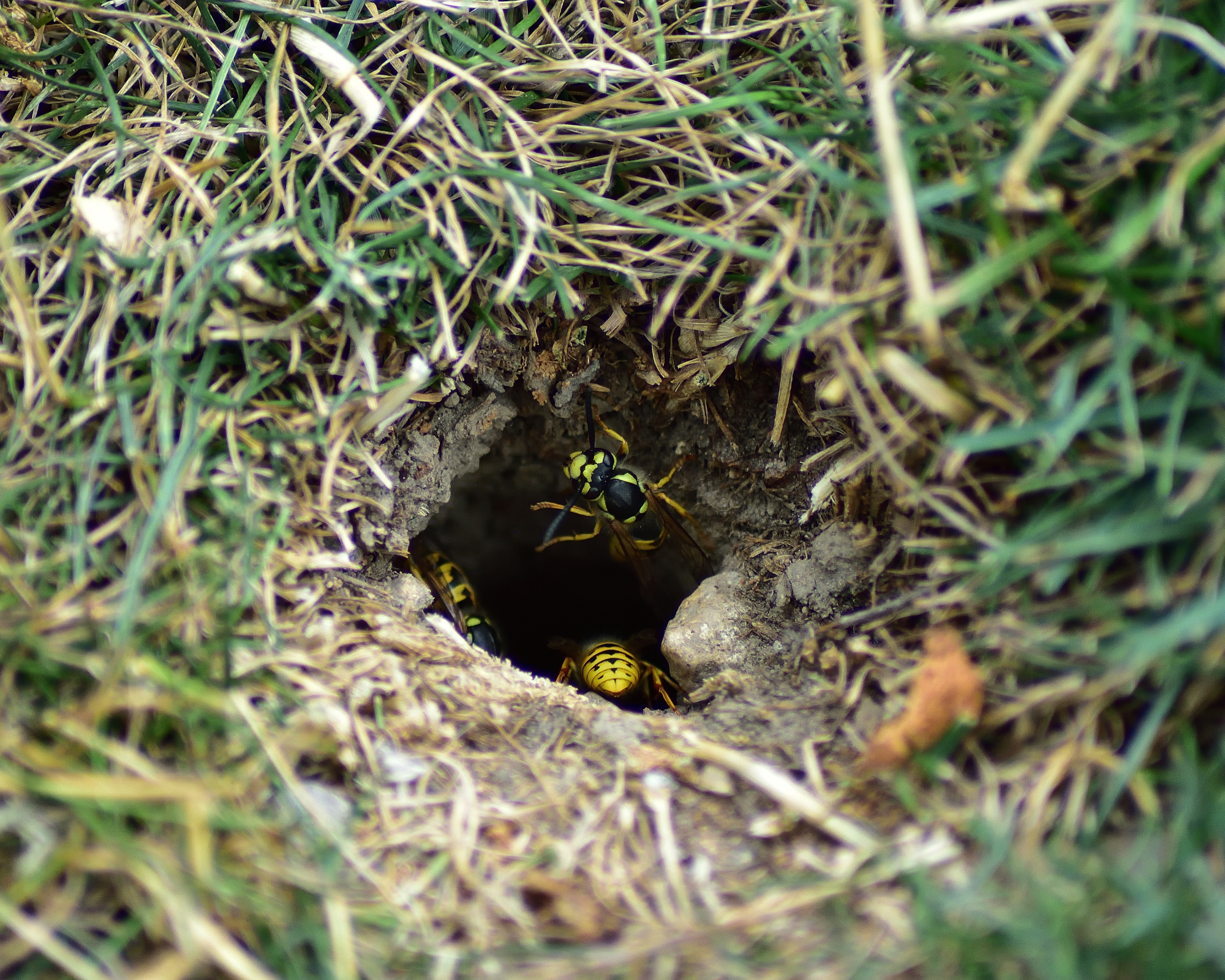 Yellowjacket wasp nest underground