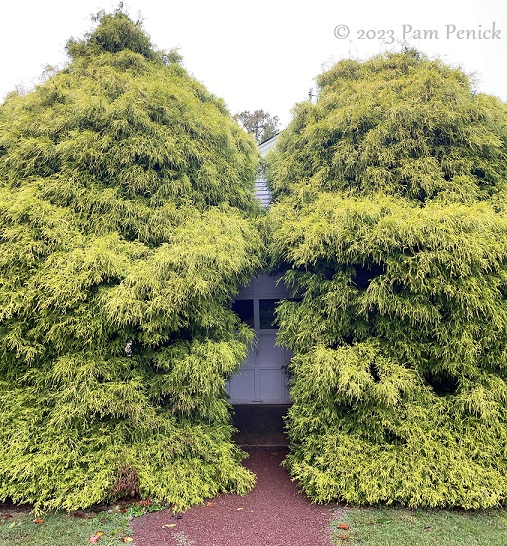 53_Golden_shrubs_Garage_door.jpg