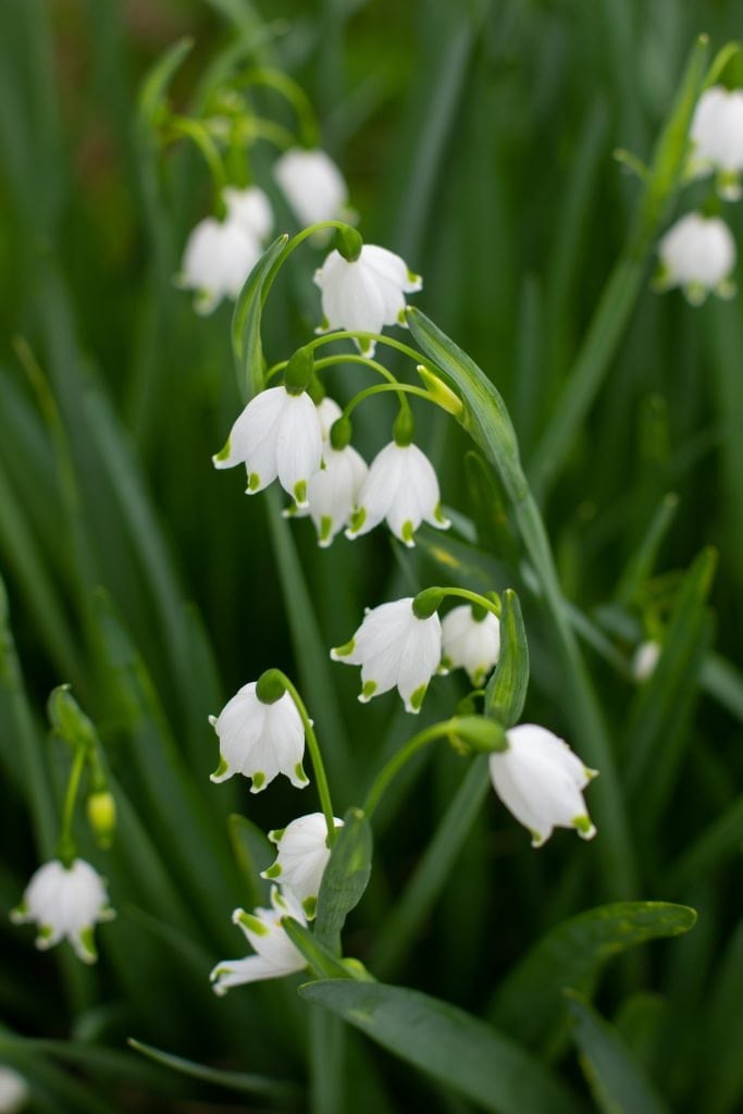 Leucojum Giant Snowdrop is a great perennial bulb for cut flowers | Photo by Love 'n Fresh Flowers a flower farm in Philadelphia