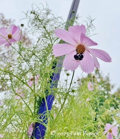 49_Bee_on_pink_flower.jpg