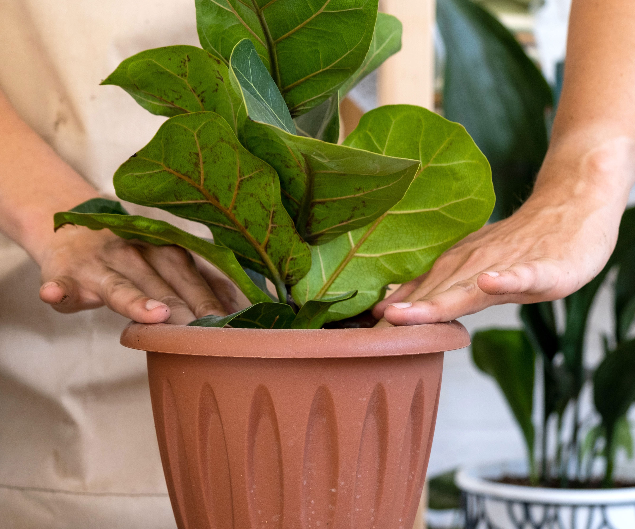 hands rubbing rim of pot holding fiddle leaf fig