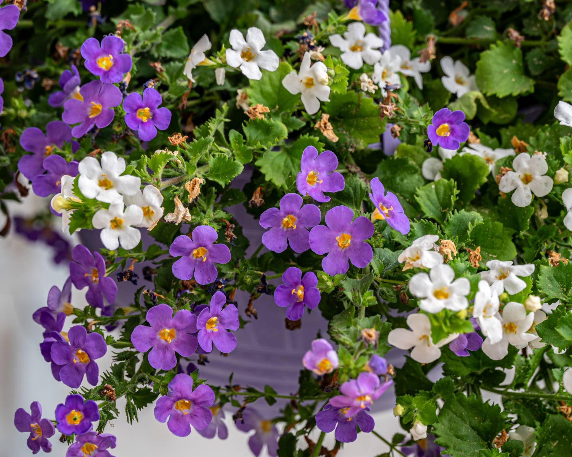 Purple and white bacopa flowers