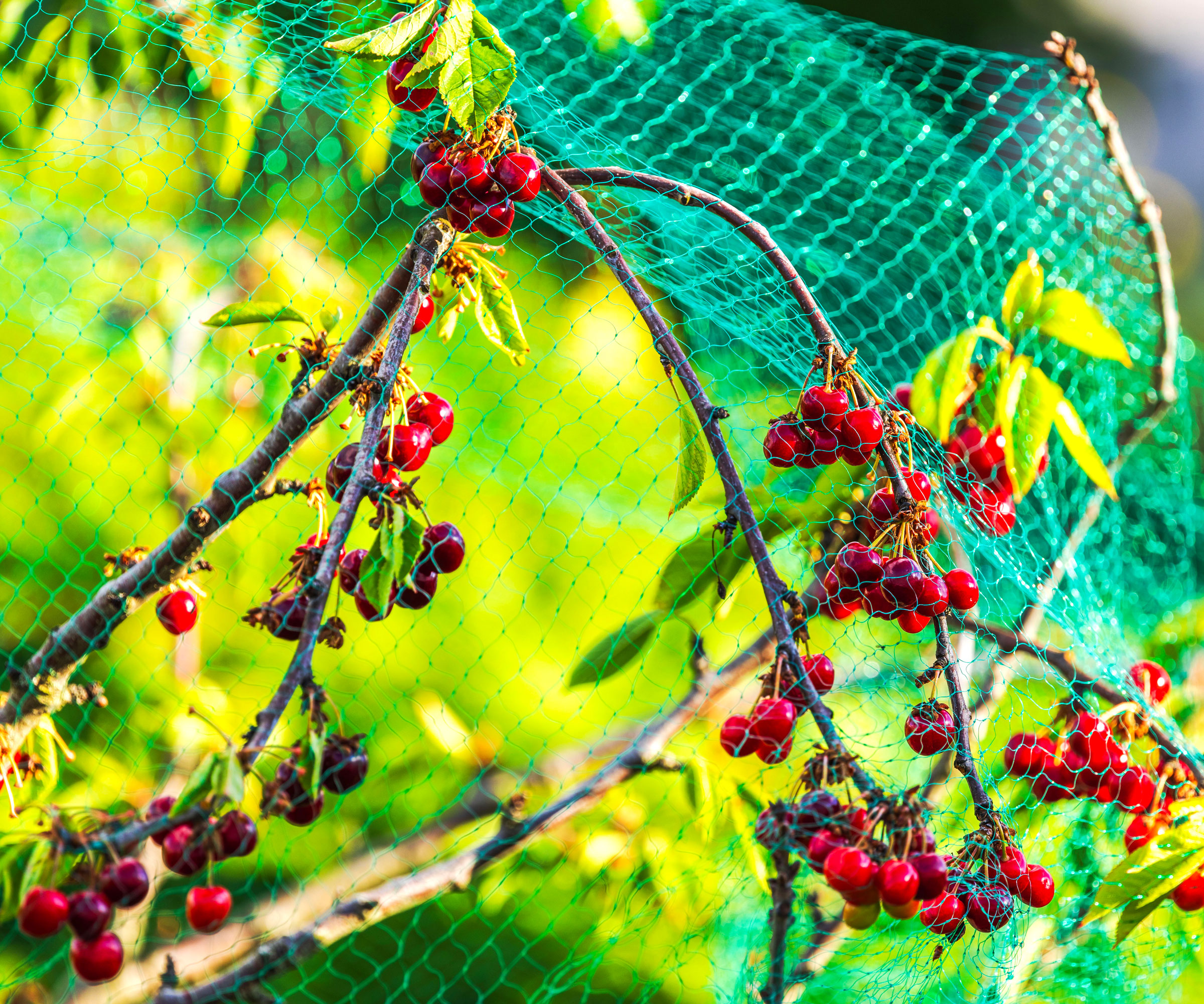cherry tree with fruit covered in green net