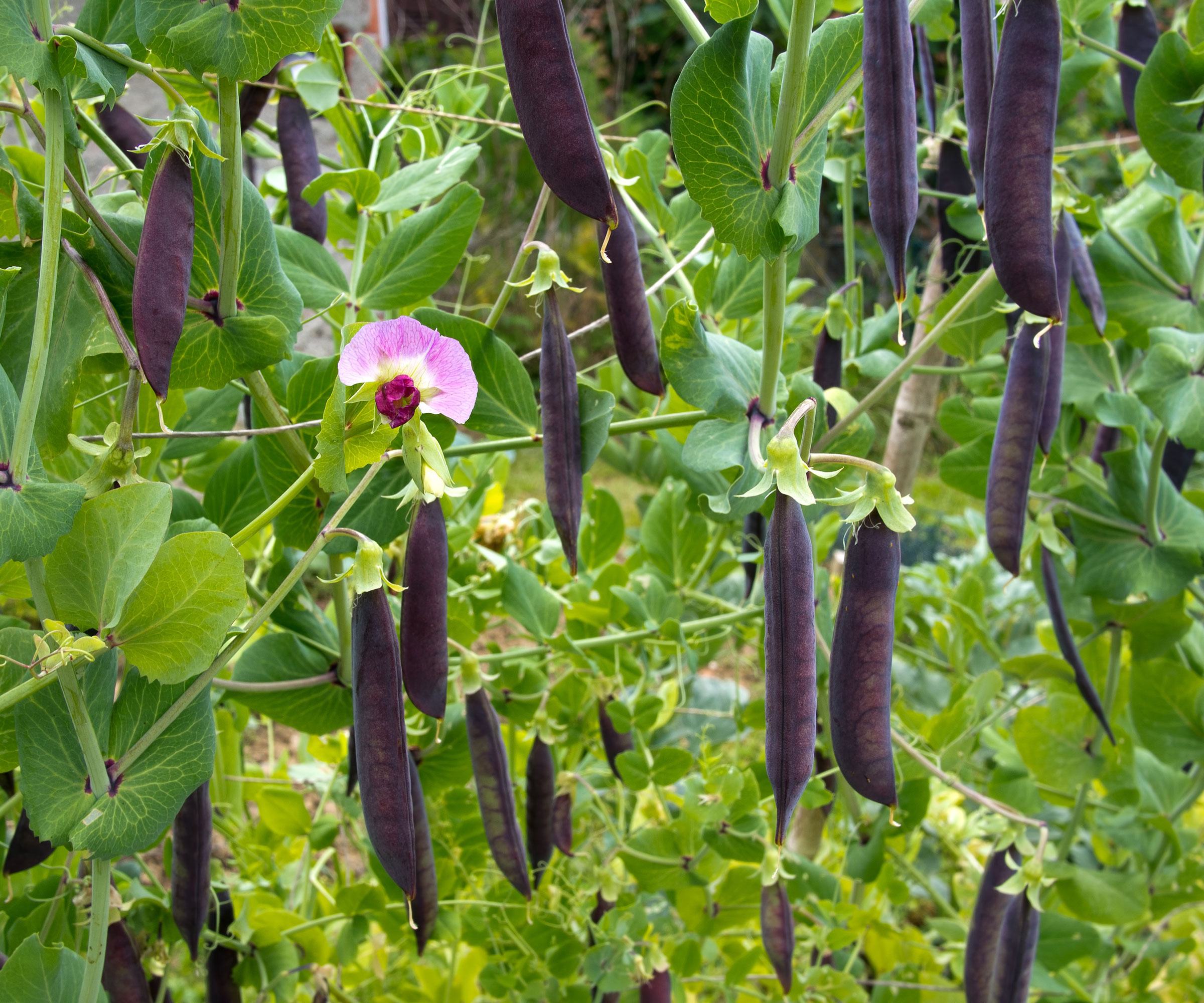 purple podded peas with single flower on plant