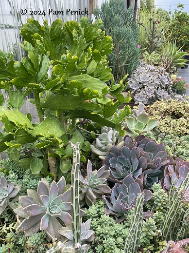 15_Succulents.jpg
