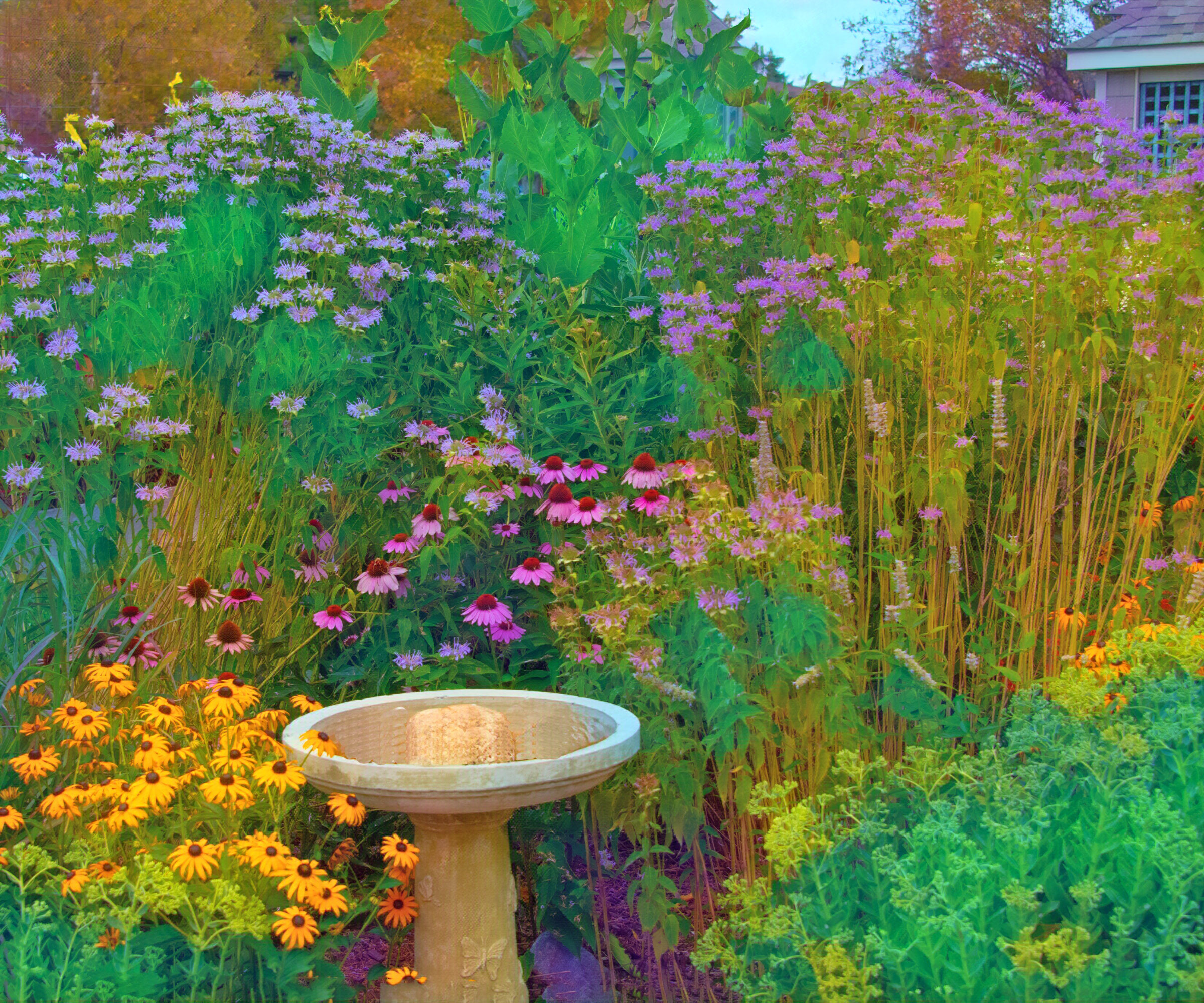 standing bird bath filled with water and surrounded by black eyed Susan and echinacea