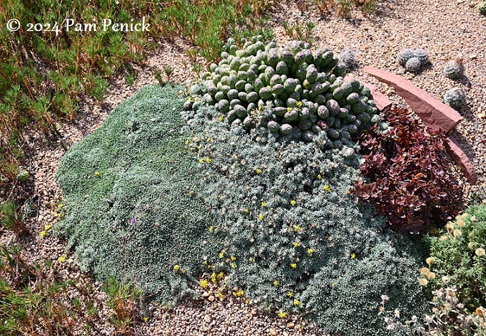 13_Crevice_garden_plants.jpg
