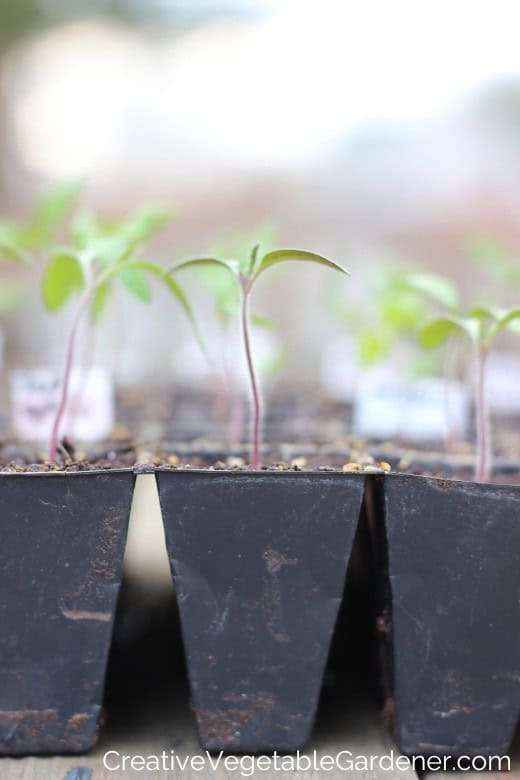 starting tomato seedlings