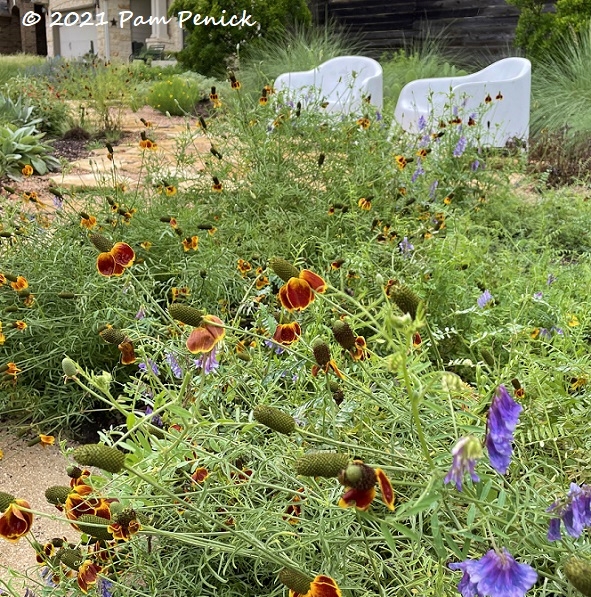 14_Mexican_hat_wildflowers.jpg